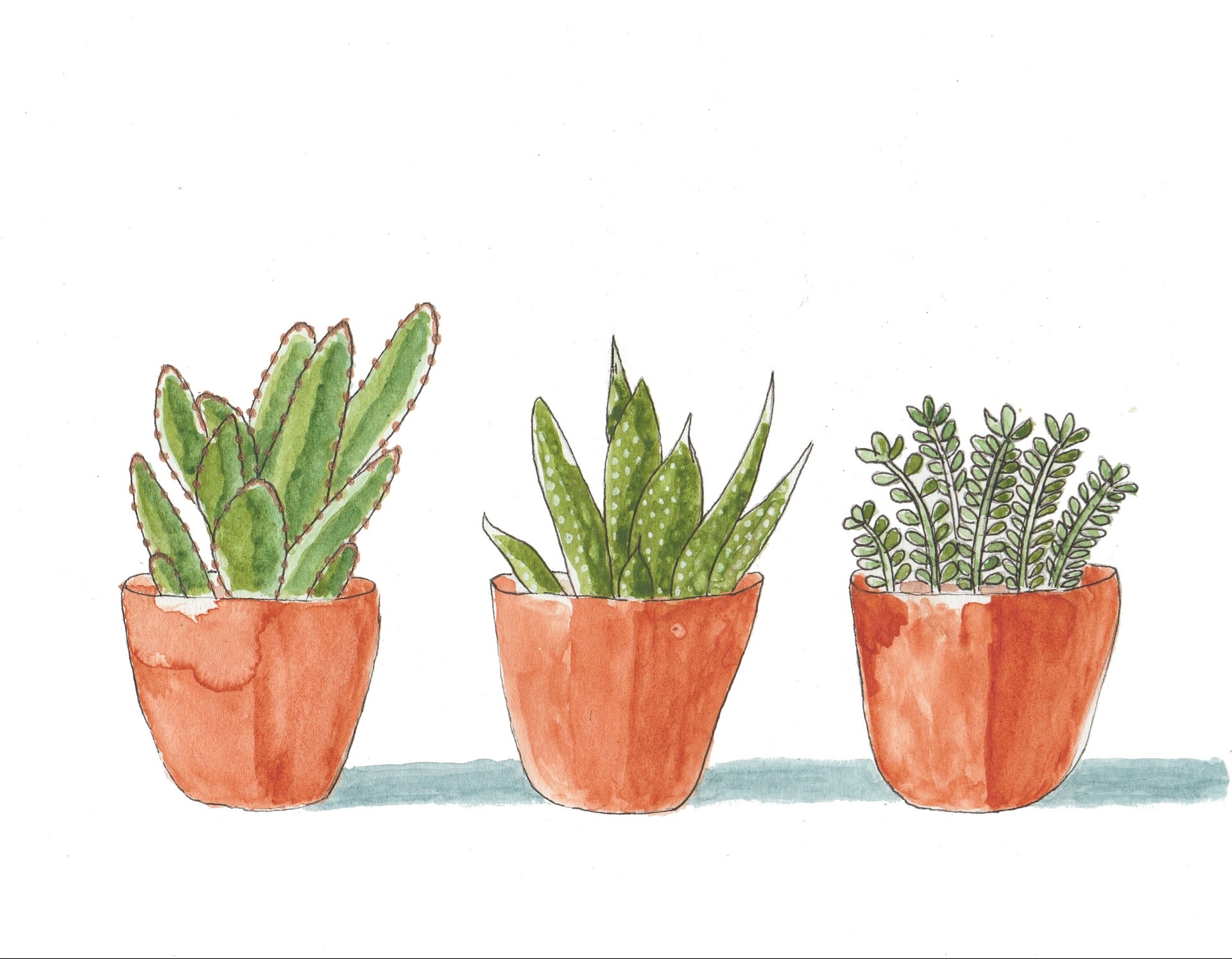 Succulents small plants gardening pots cactus indoors