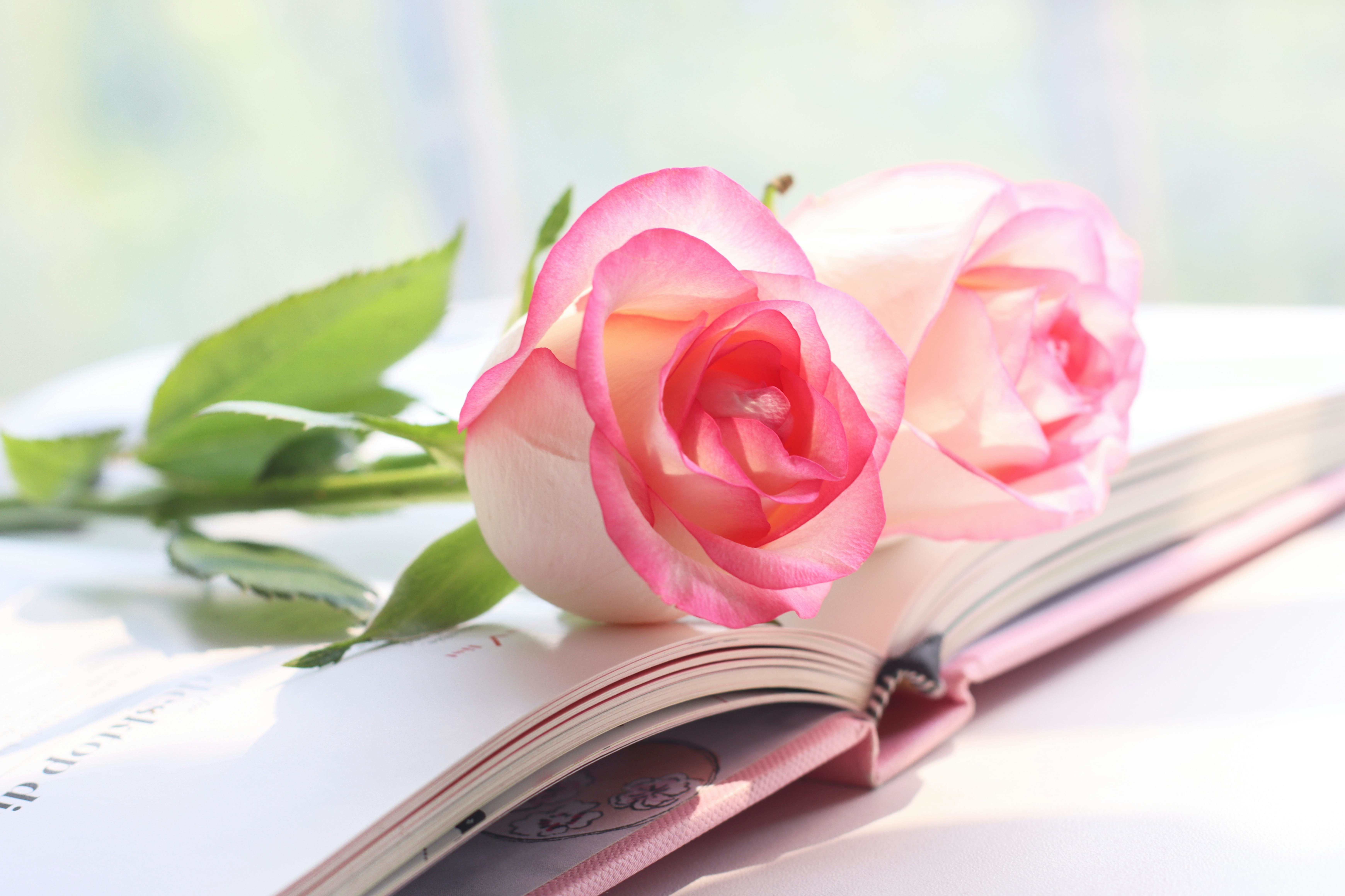 Close Up of Two Pink Roses on Top of an Open Pink Book