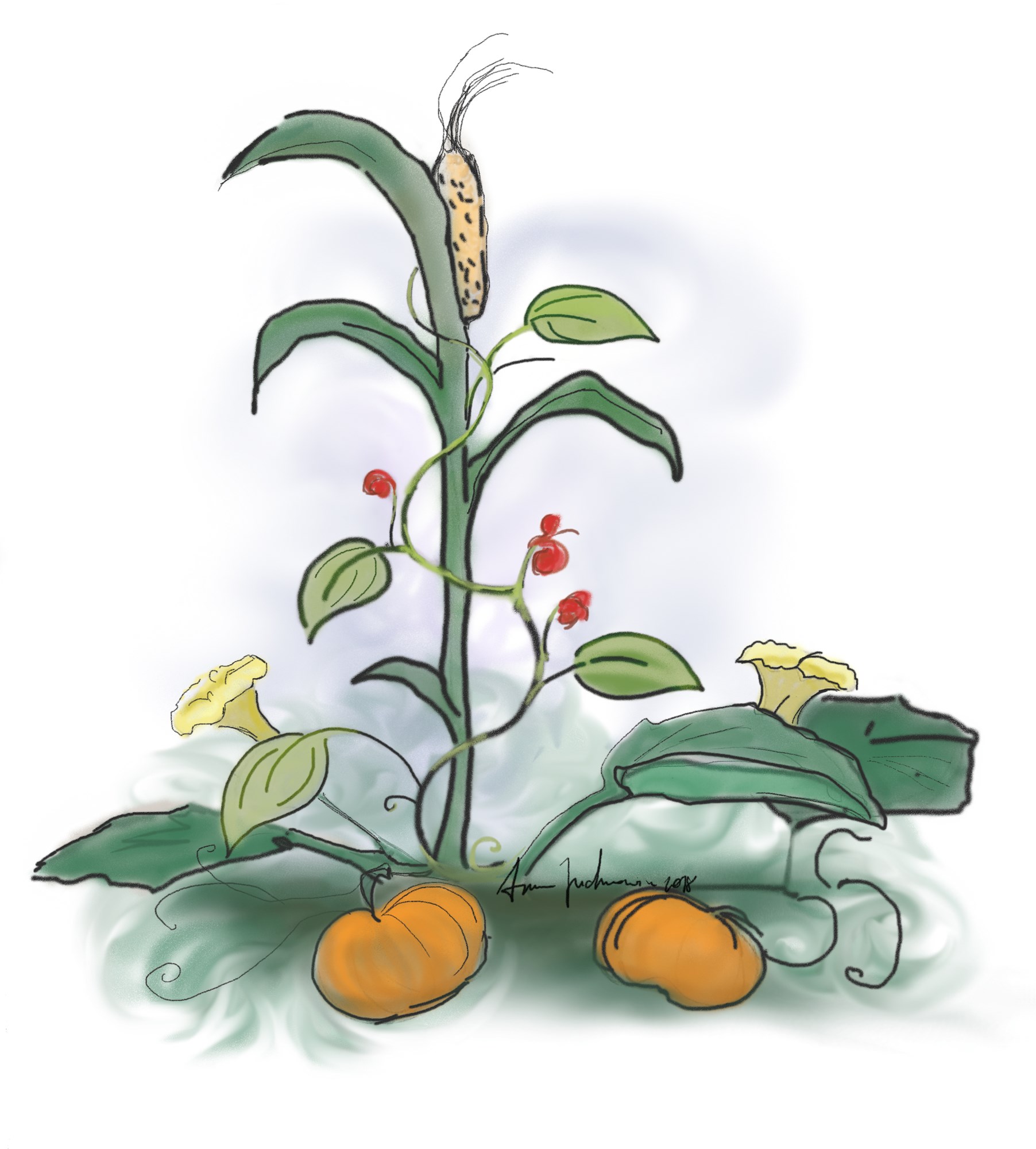Ann illustration of a corn stalk, with squash growing beneath it. 