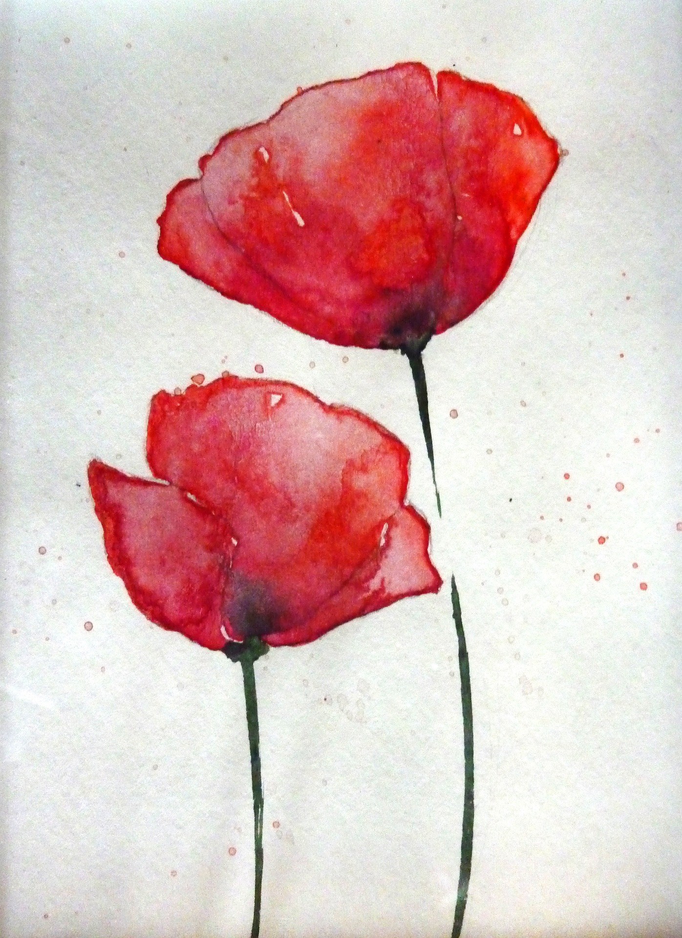 A water colour painting of two poppies.
