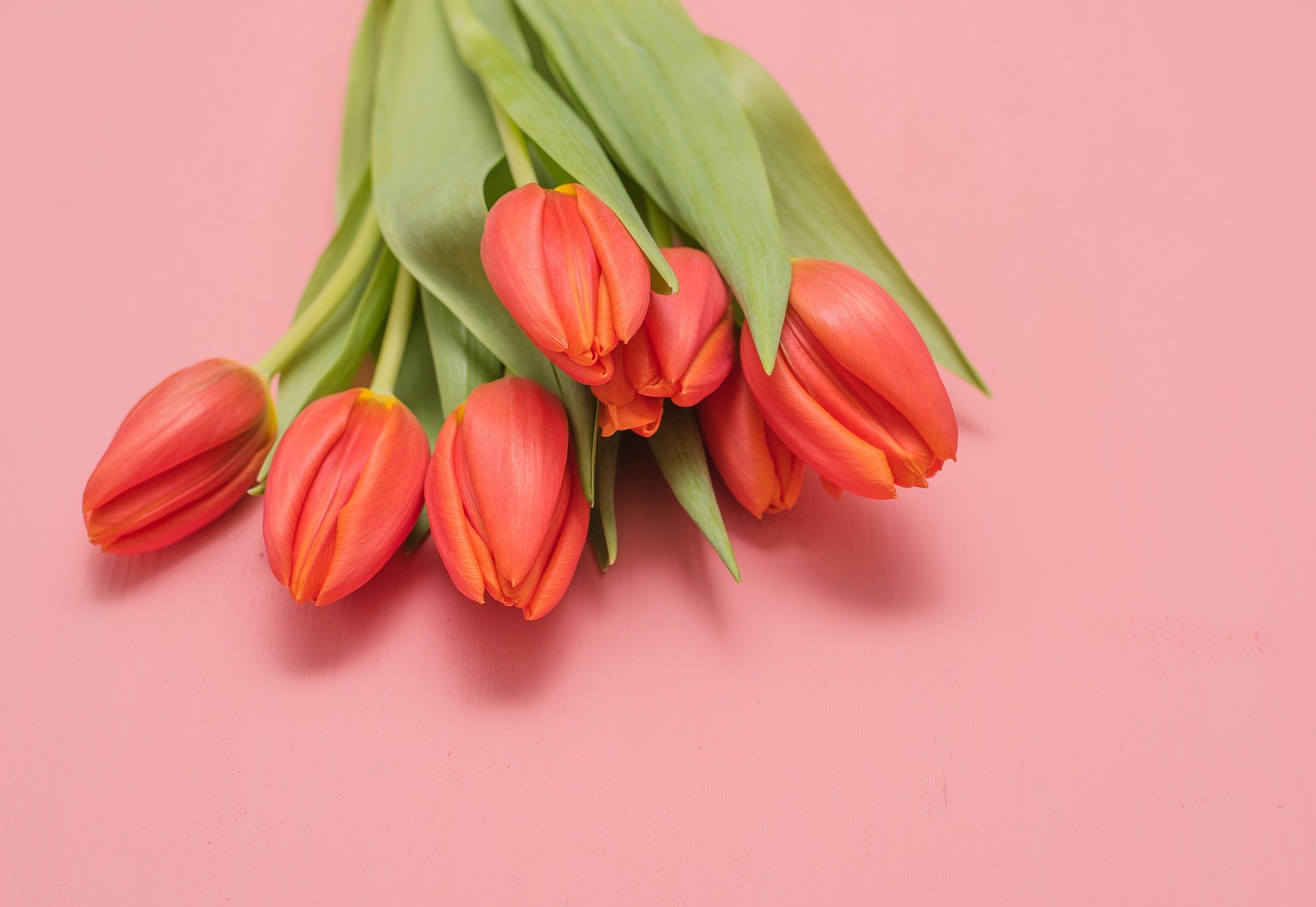 Orange Tulip Flowers on Pink background