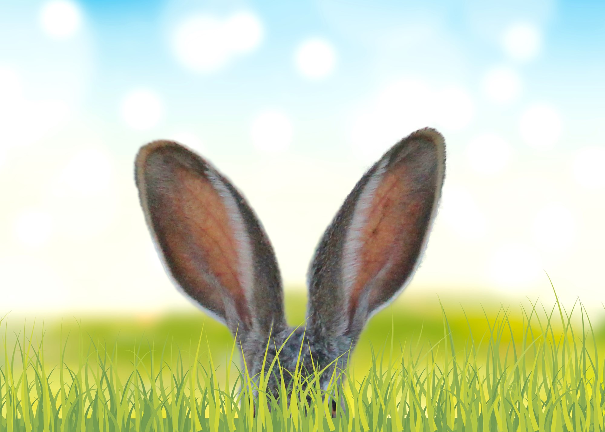 An image of rabbit ears poking up from long grass.