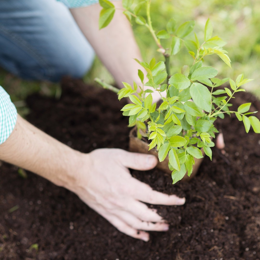 Person planting small shrub