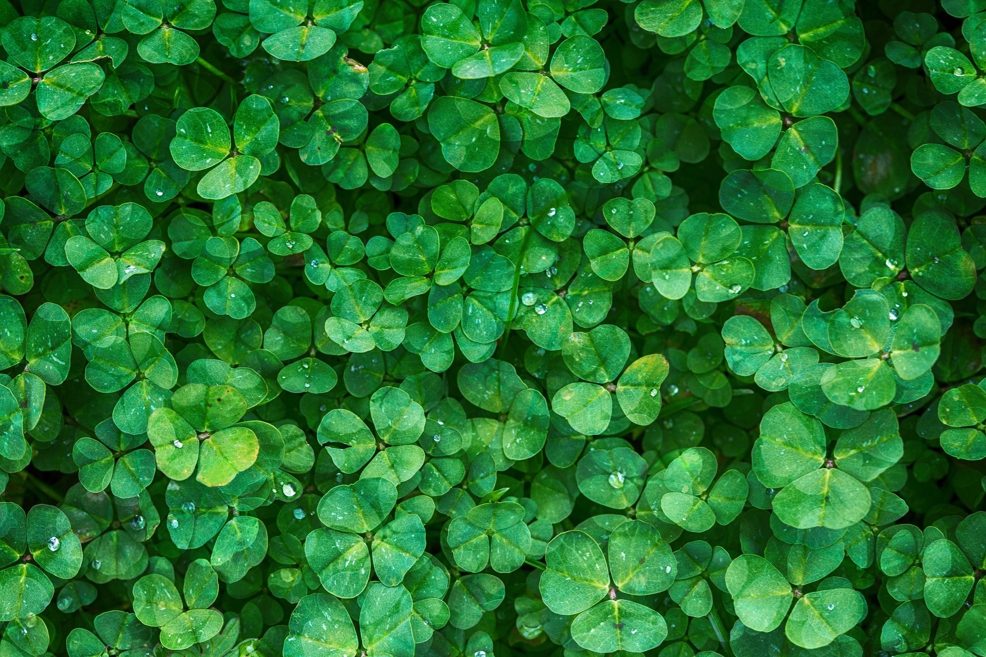 Background of Green Clovers - St. Patrick's Day
