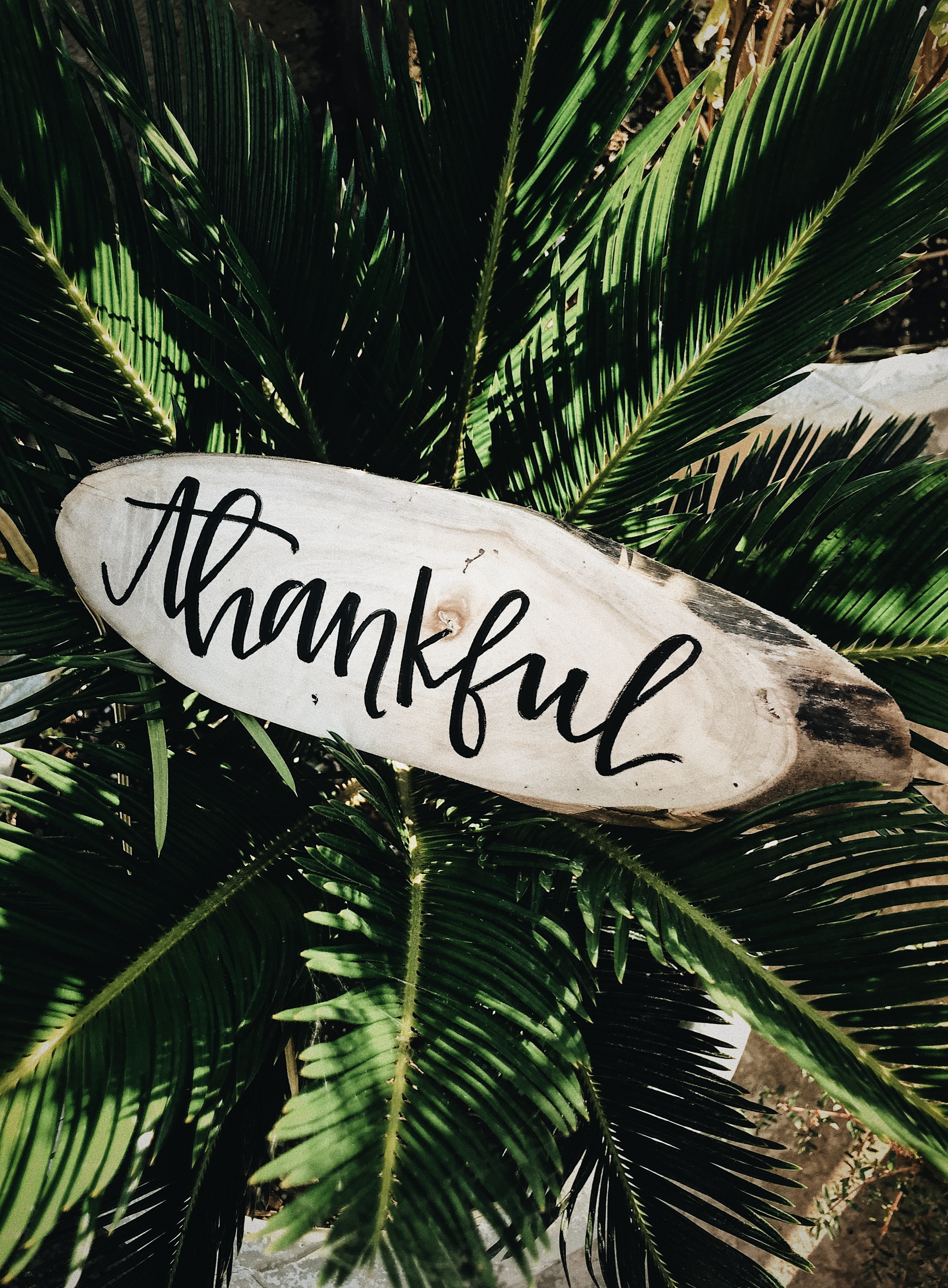 Thankful Sign Board On Tree