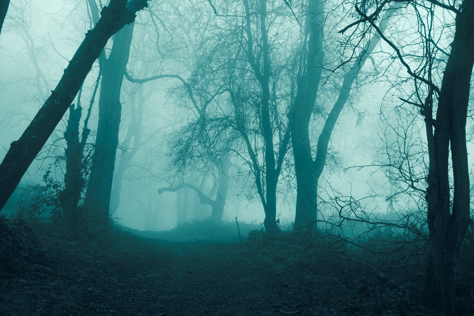 Spooky foggy forest scene