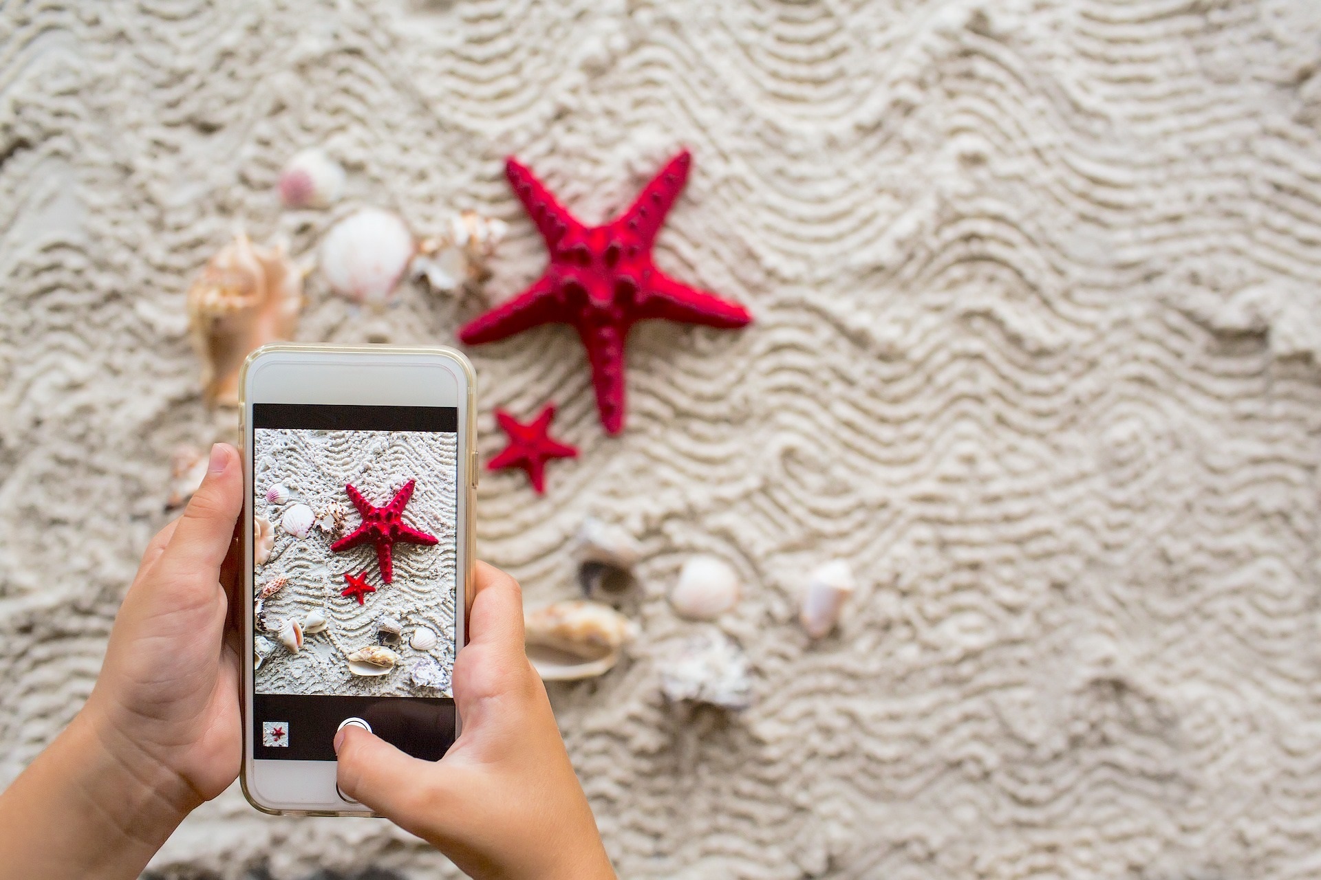 Person taking a photo of starfish and seashells on sand