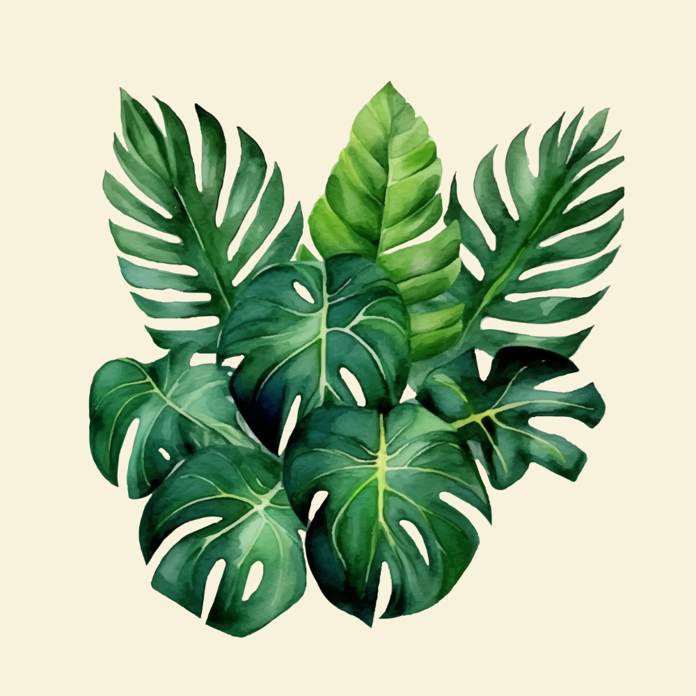 Drawing of plant.