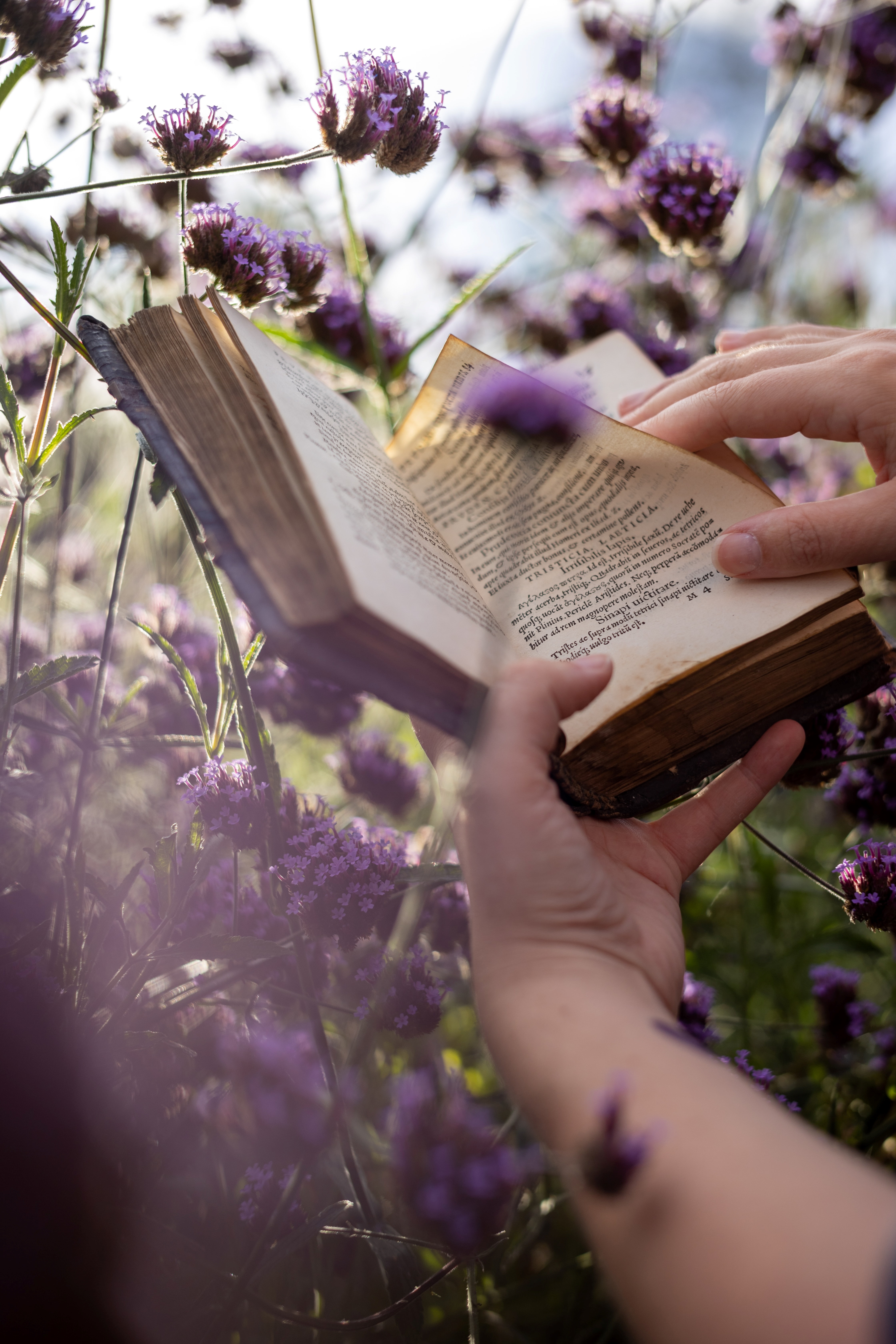A Hand Holding a Book in a Field of Purple Flowers