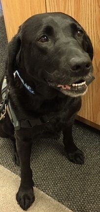 Photo of the black lab, Liberty