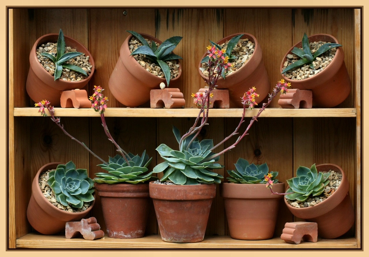 Pots succulents