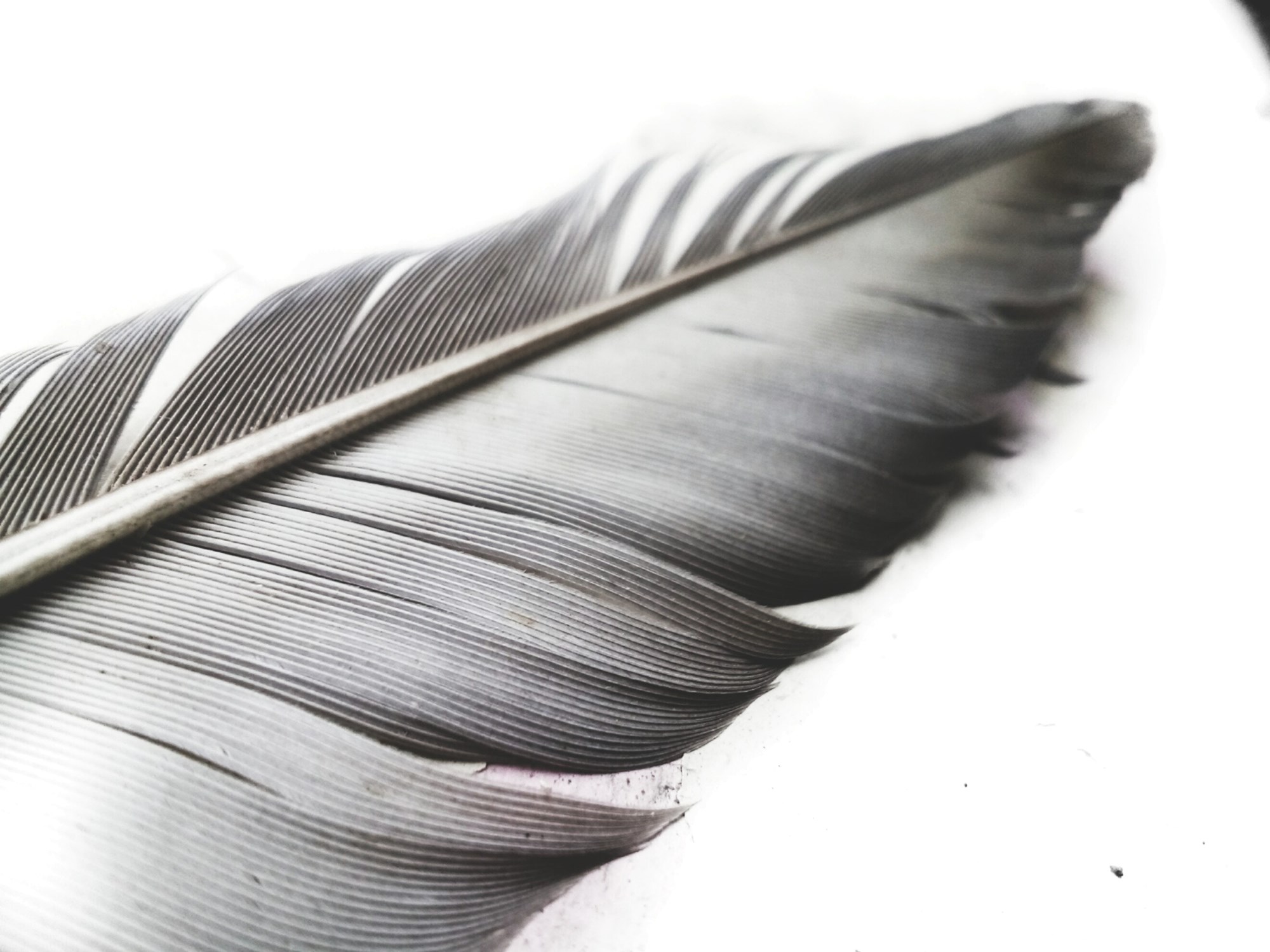 Close Up of Black and White Feather