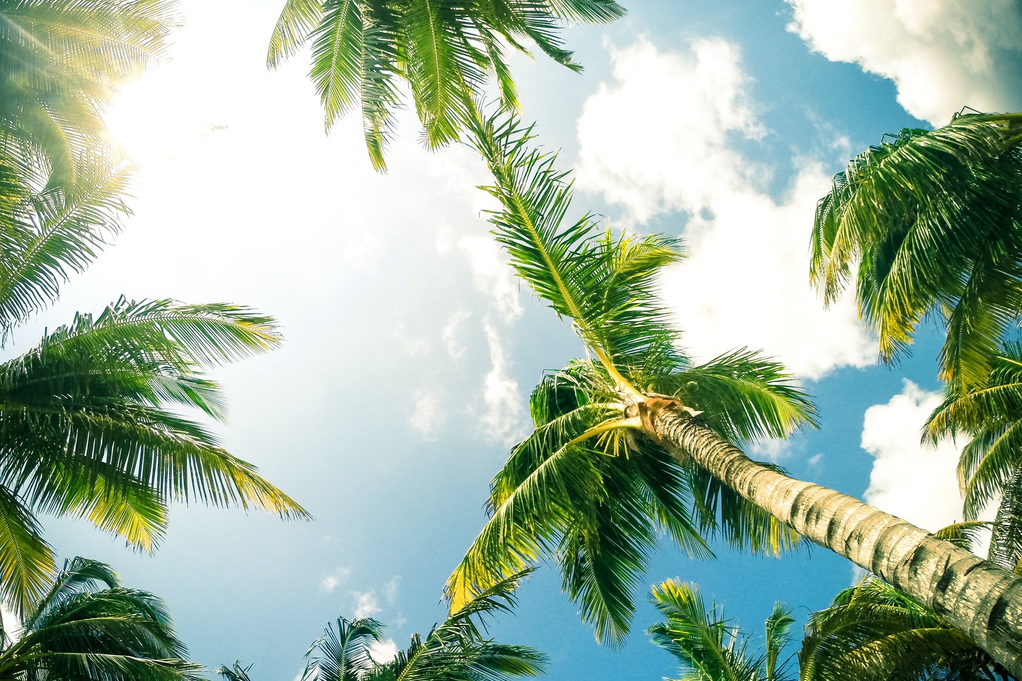 Palm Trees on a Sunny Day with Clouds