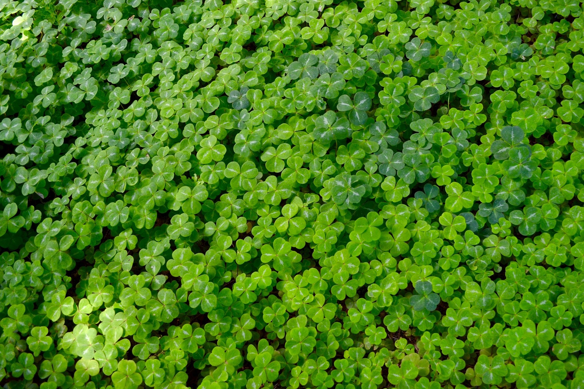 Green Clovers Background