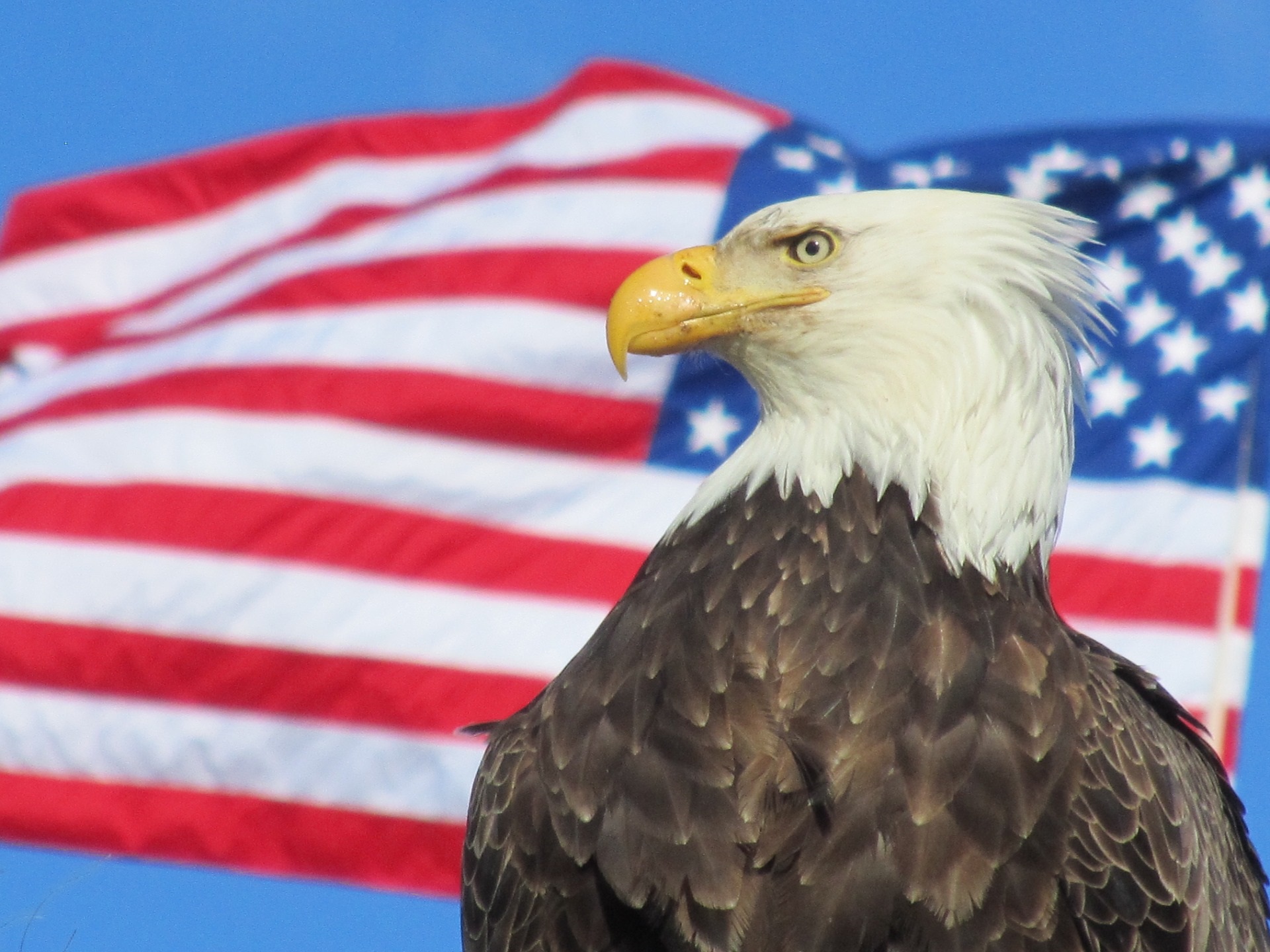 Fourth 4th july independence day bald eagle patriotic american flag