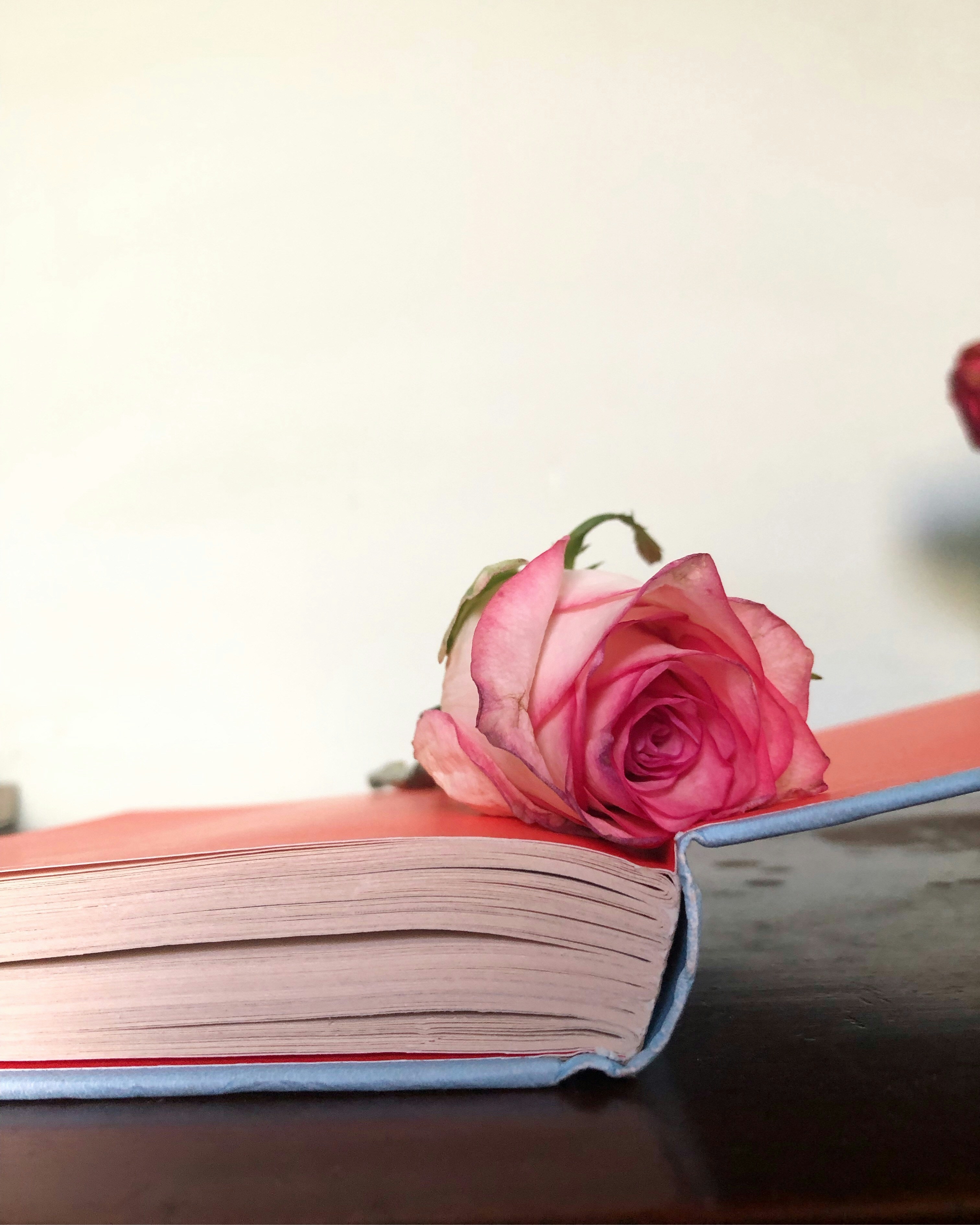 Pink Rose Flower on Open Book