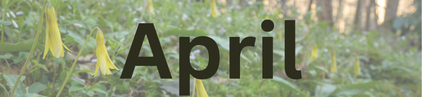 trout lilies behind the word April