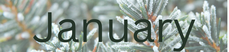 Muskoka Lakes Public Library November 2025 Newsletter Banner. The word November across a fall coloured field. 