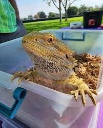 A lizard with its head raised out of a plastic box