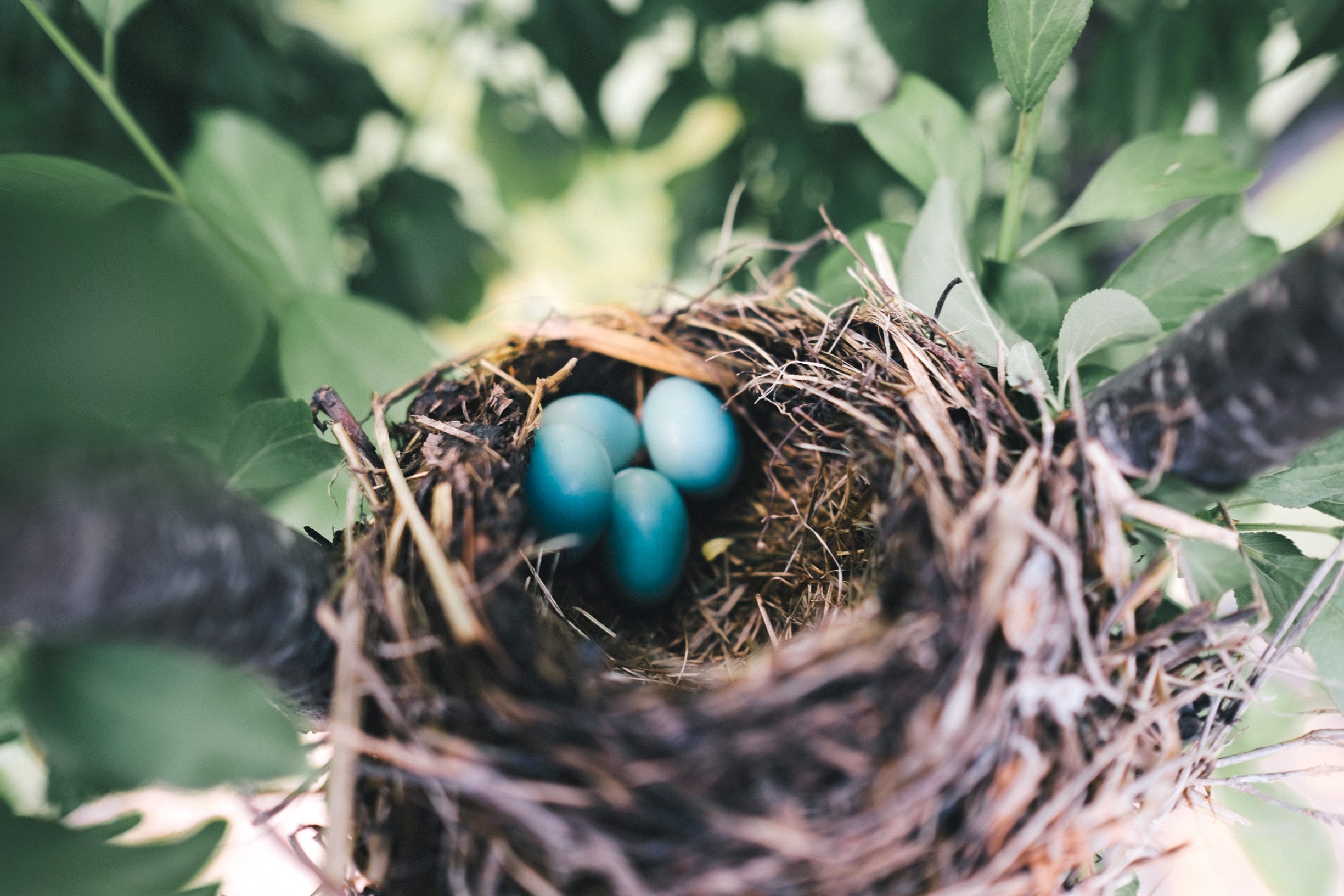 Easter Bird Egg In Nest