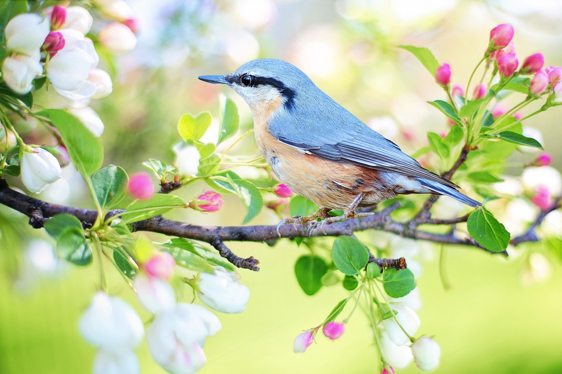 Spring birds watching branch flowers tree
