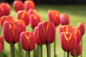 Tulip Sale
