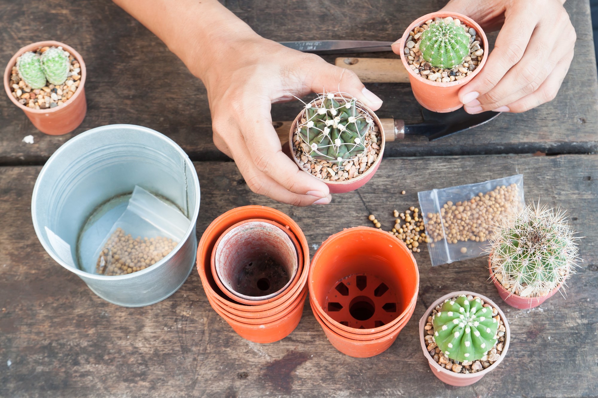succulents and plant pots succulents and plant pots