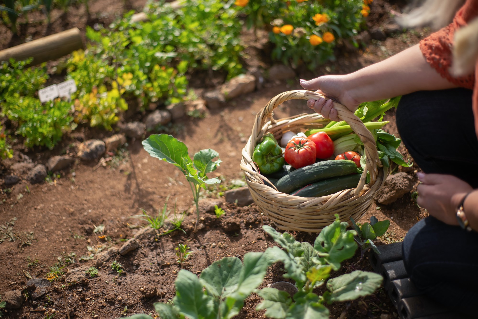 person holding a basket in a vegetable garden person holding a basket in a vegetable garden