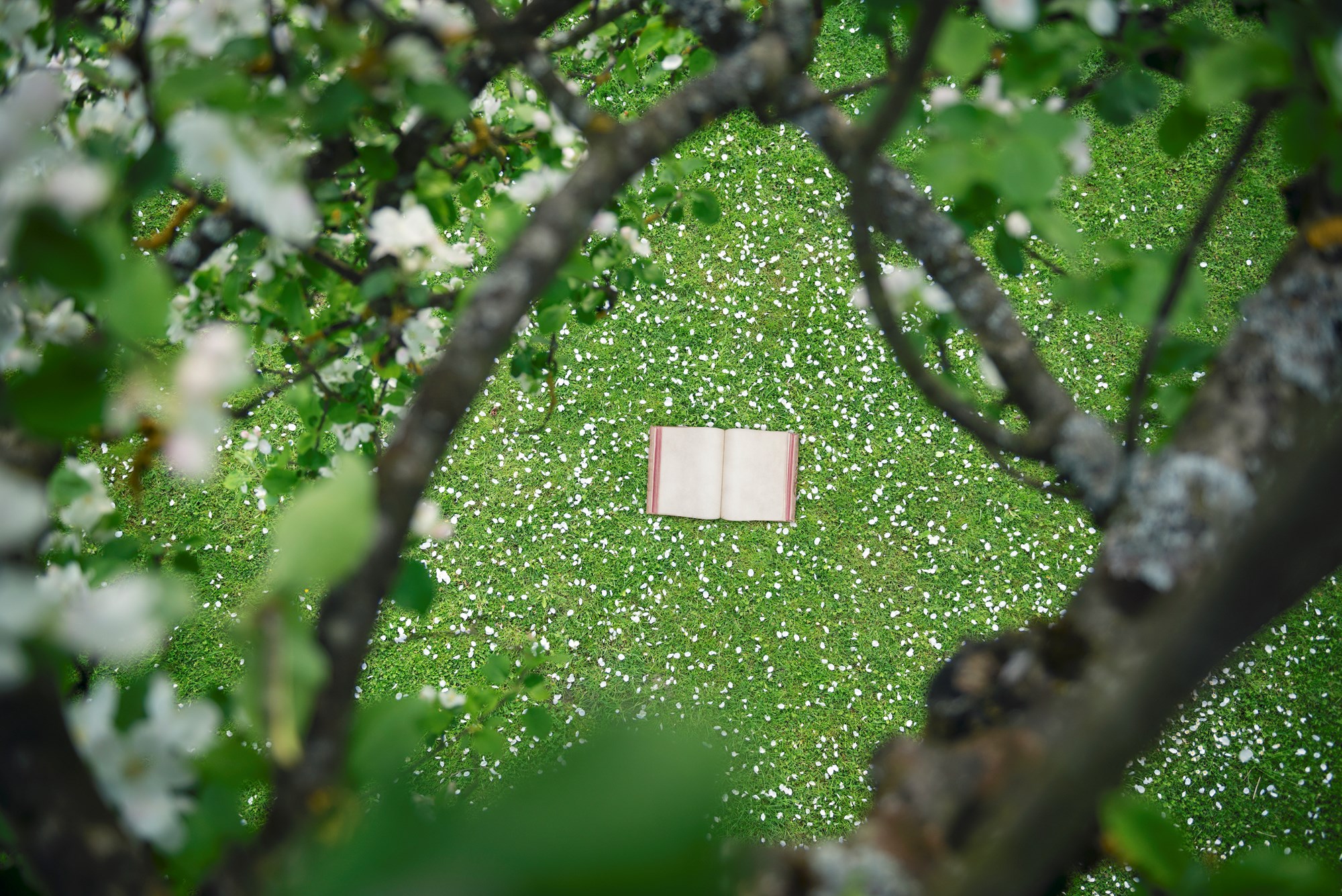 overhead image of open book on grass as seen through a tree canopy overhead image of open book on grass as seen through a tree canopy