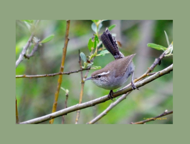 Image of a small bird