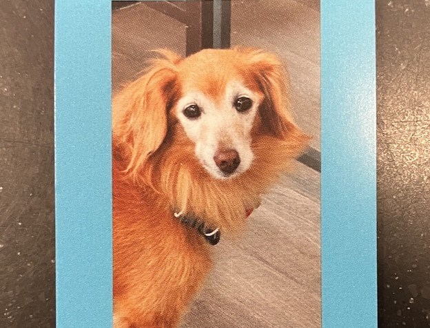 Image of small sweet red brown dog named Jeffrey