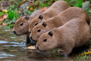 Capybaras