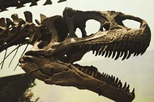 Dinosaur fossils