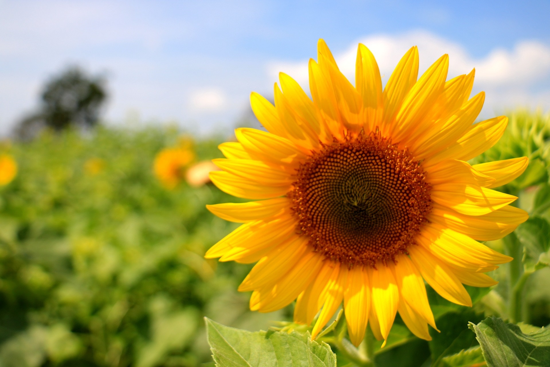 Sunflowers fields spring summer flowers gardening nature earth day