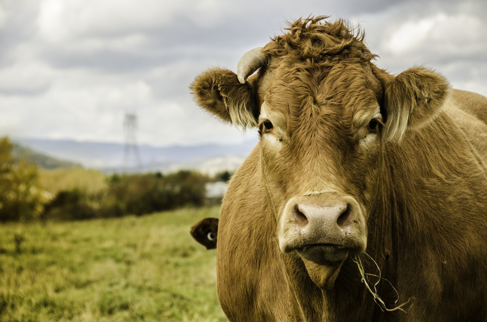 Agriculture Farming Cows Pasture