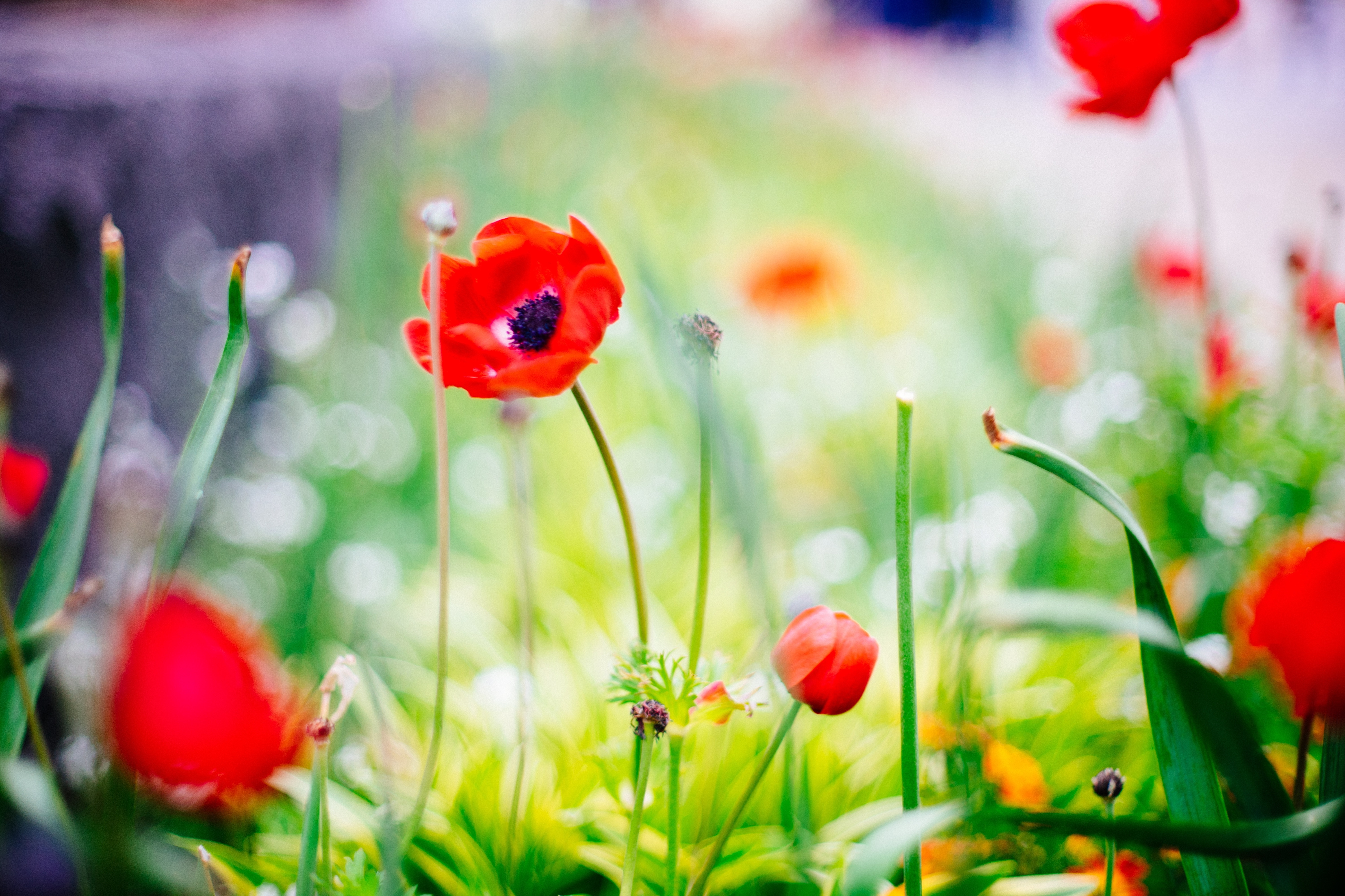 Red Flower Plants