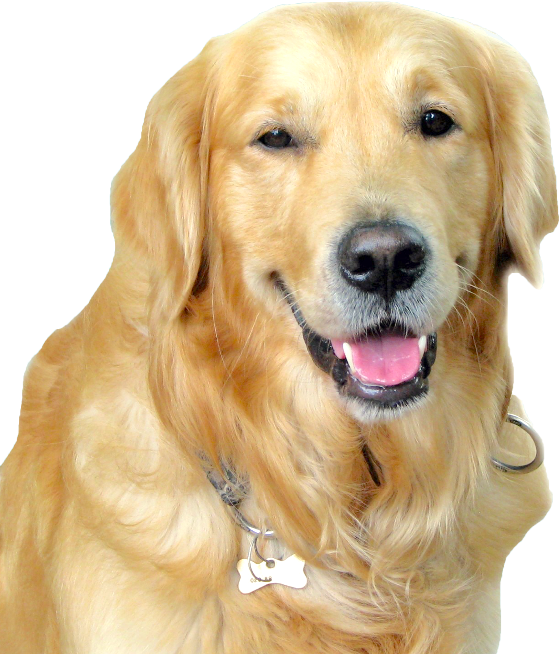 Yellow Labrador Retriever on Transparent Background