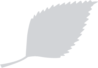 Falling Leaf Shadow
