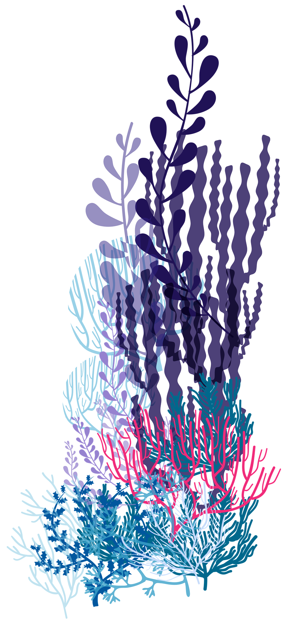 Backgrounds - Coral - Right