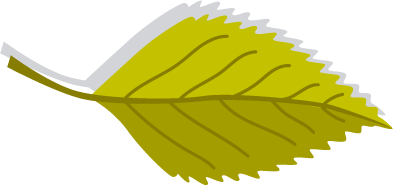 Green Leaf with Shadow