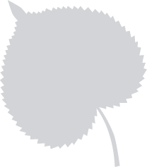 Falling Leaf Shadow