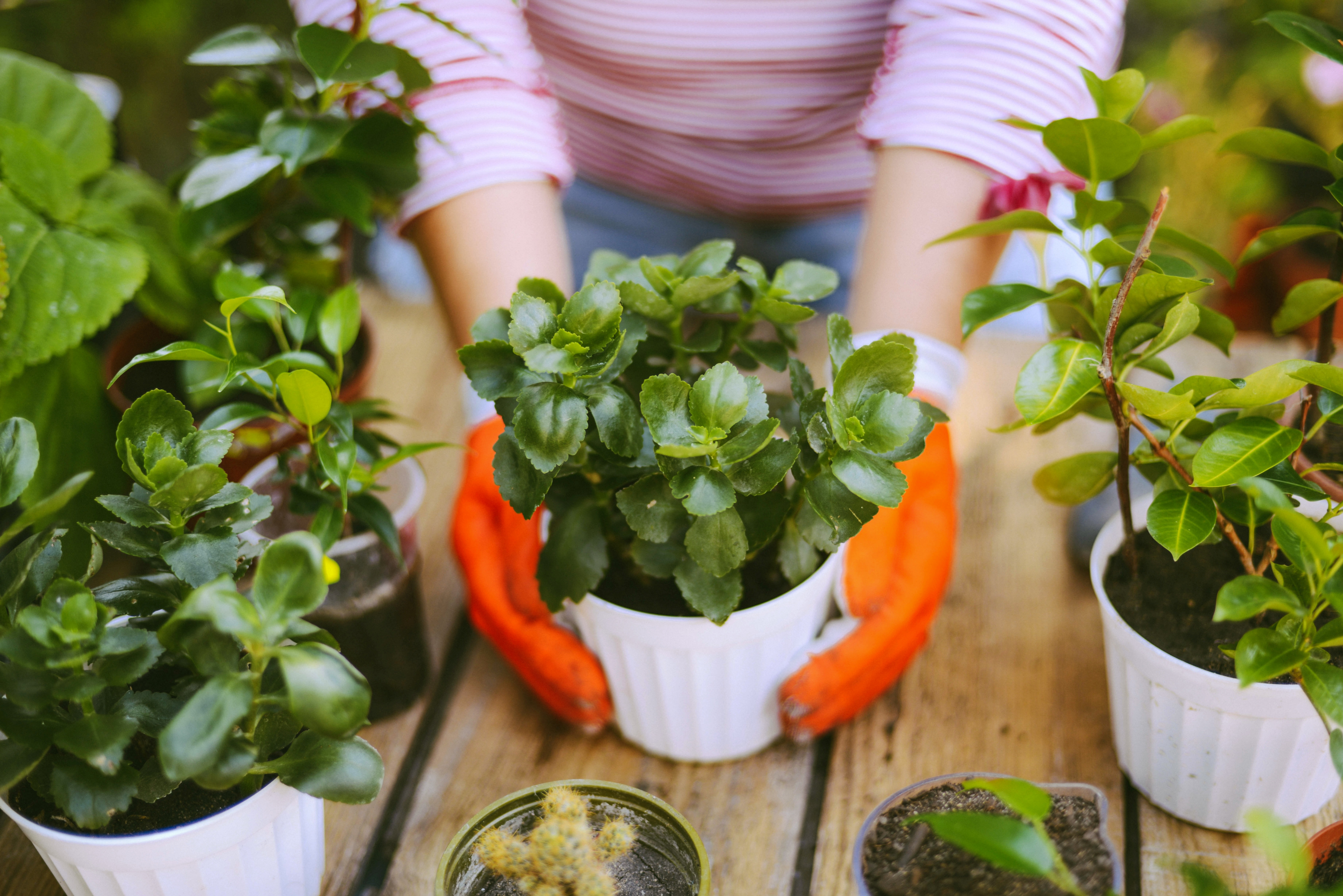 Woman Planting Potted Plants