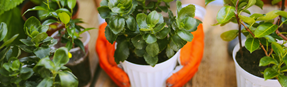 Woman Planting Potted Plants