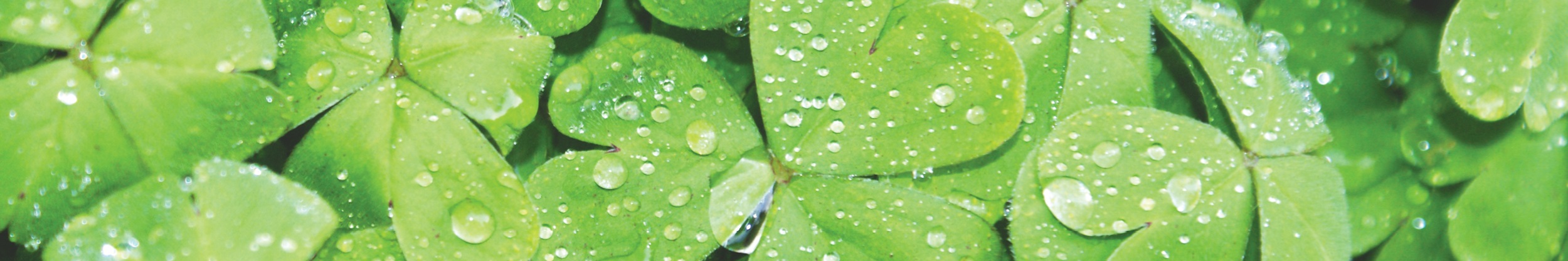 E-Blast Header - Green Clovers