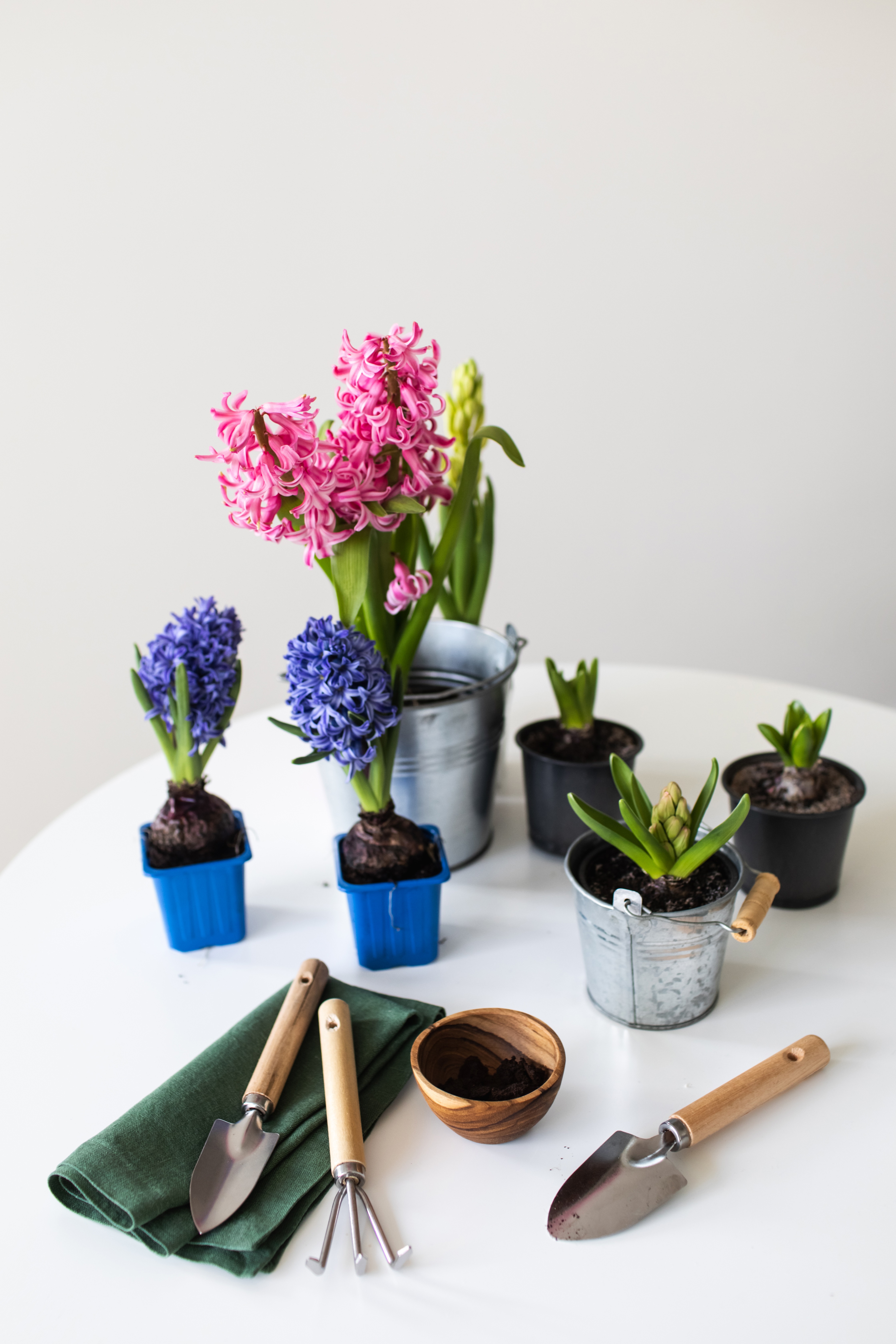 Indoor Flower Plants with Rake and Shovel on White Table at Home