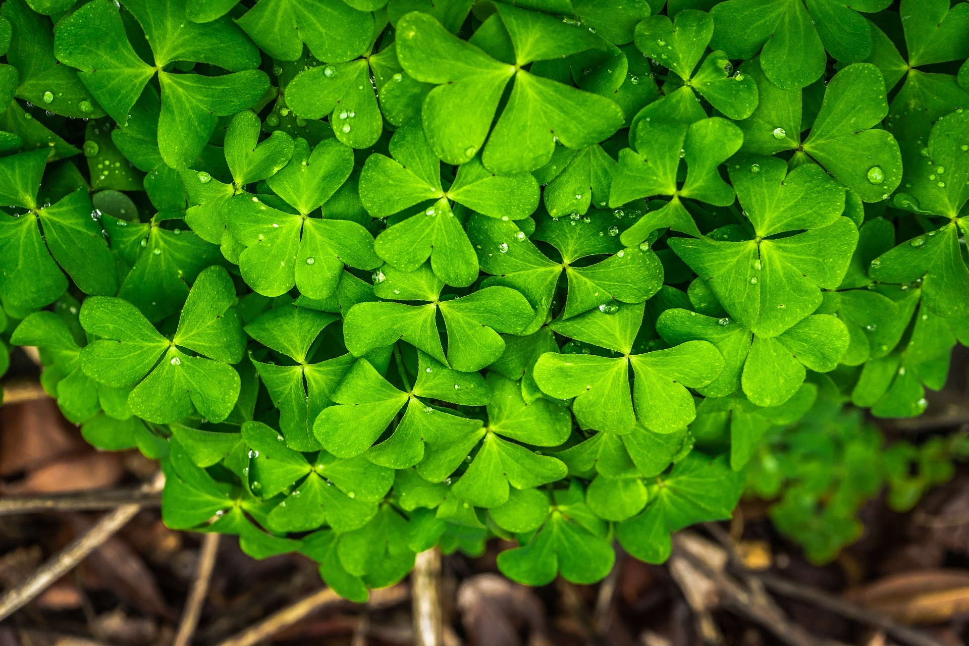 Four leaf st. patrick's clovers st patricks day shamrocks