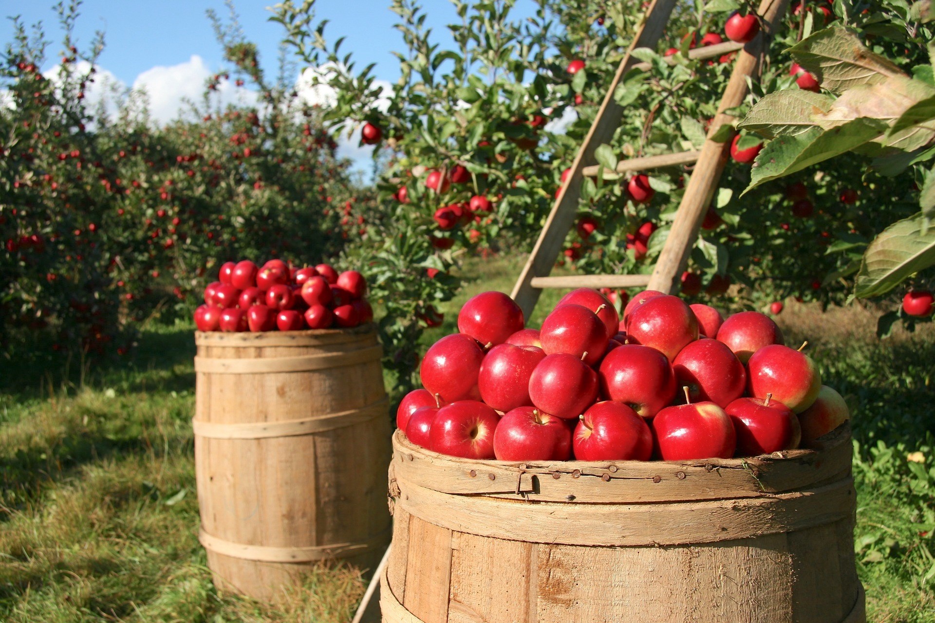 Apple orchards in fall