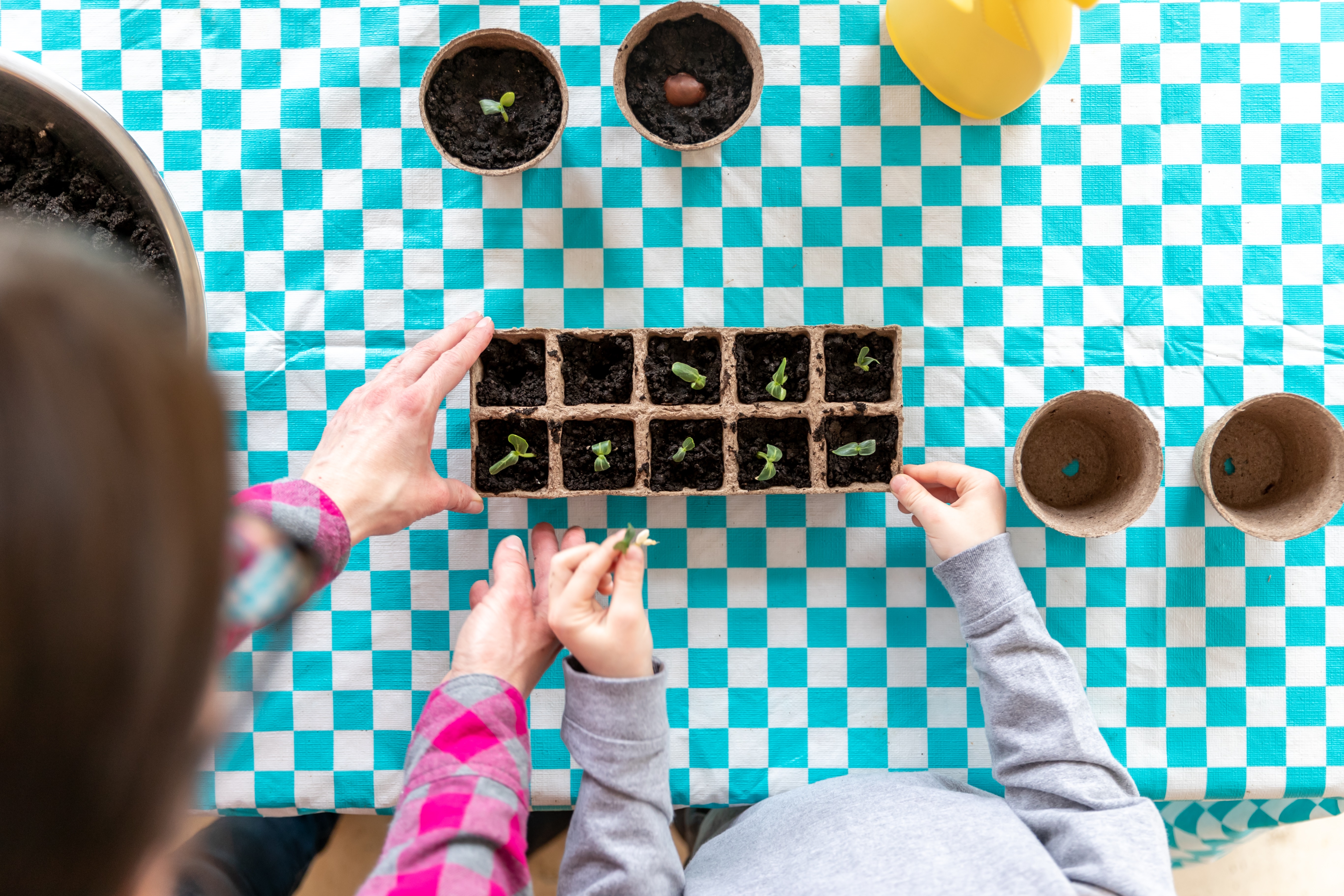 Kid Re-potting Germinated Seeds