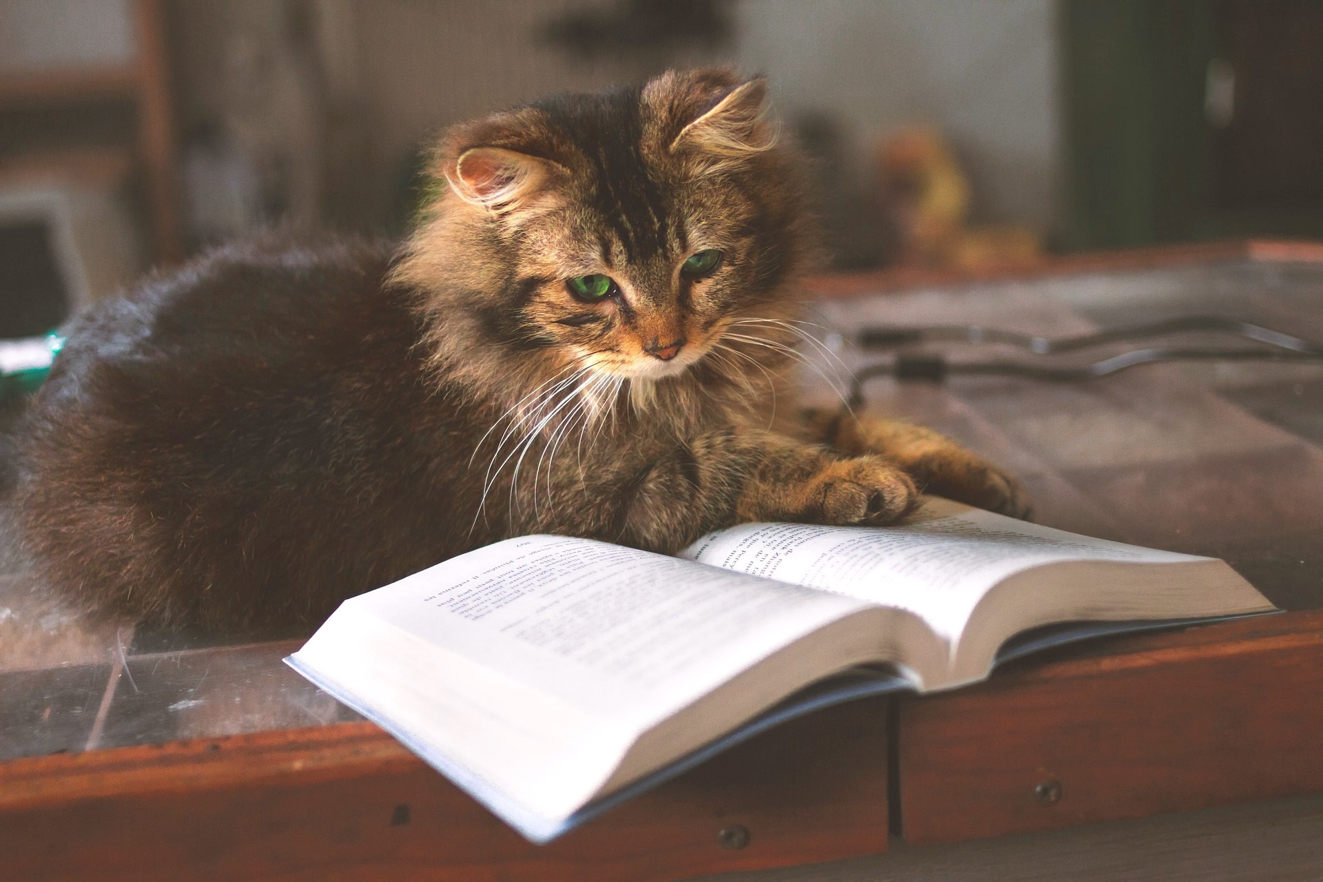 Cats pets reading books cute kitten
