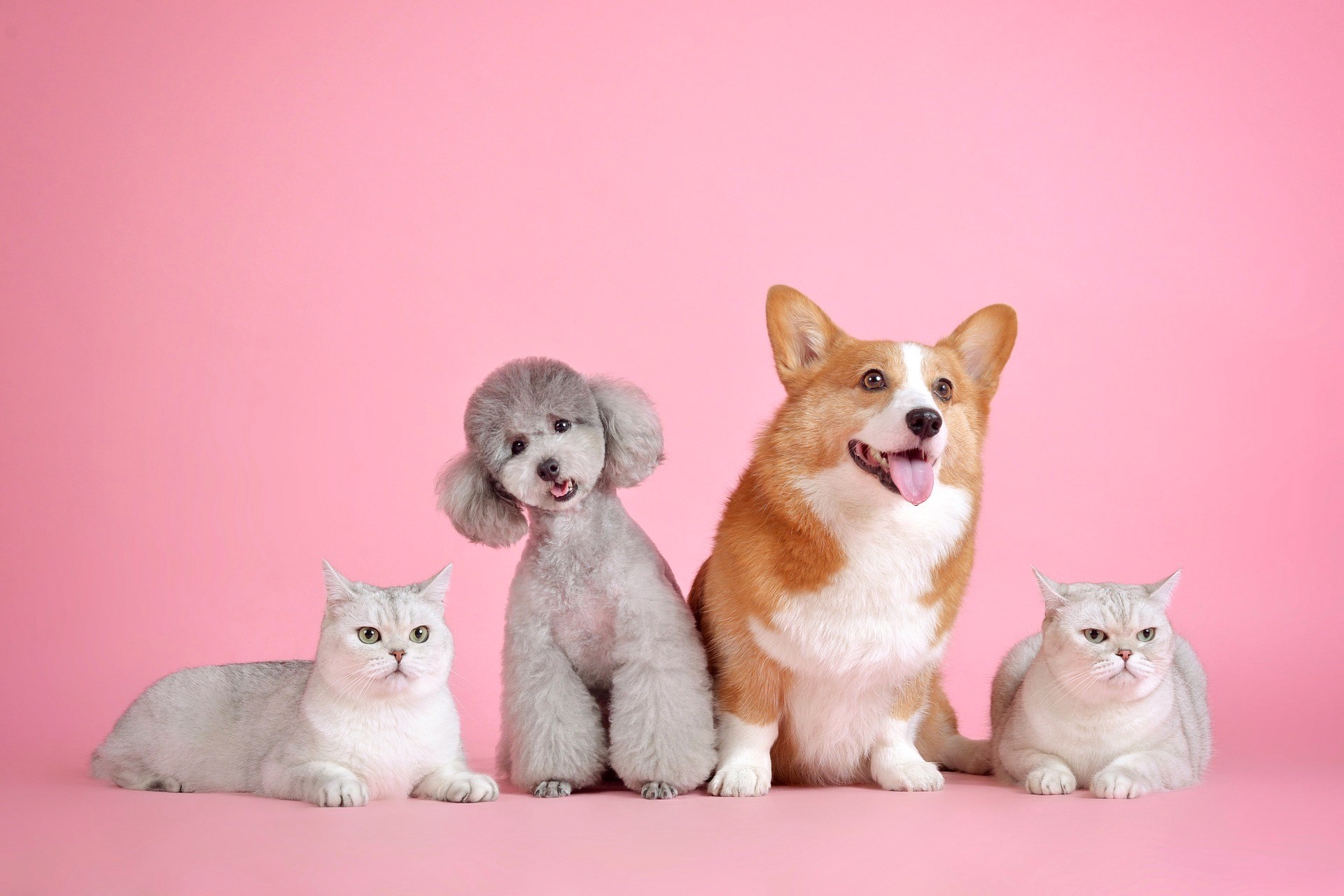 Cats and Dogs on Pink Background